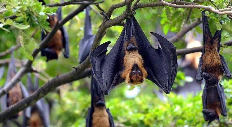 nipah virus